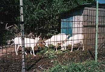 久高島で飼育されている山羊たち